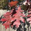 Ch�ne blanc d'Am�rique
