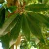 Ch�ne � feuilles de bambou