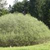 Saule romarin