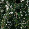 Cotoneaster dammeri