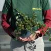 Cotoneaster dammeri