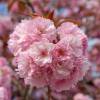 Cerisier du Japon 'Kanzan'