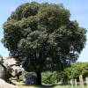 Ch�ne vert