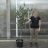 Ch�ne vert