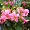 Escallonia macrantha Rose