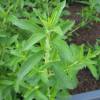 Stevia