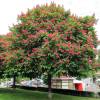 Marronnier � fleurs rouges