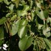 Aulne � feuilles en coeur