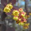 Berberis pourpre, Epine-vinette pourpre