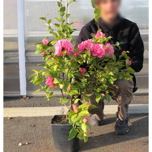 Camélia du Japon 'Debbie' : vente Camélia du Japon 'Debbie' / Camellia  japonica Debbie