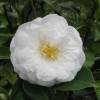 Camlia du Japon 'Le Lys'