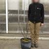 Arbre de Jude