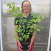 Arbre de Jude