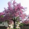 Arbre de Jud�e
