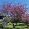 Arbre de Jud�e