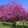 Arbre de Jud�e