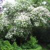 Cornouiller du Japon  fleurs blanches