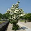 Cornouiller du Japon  fleurs blanches