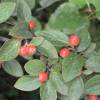 Cotoneaster franchetii