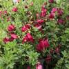 Gent  balais 'Boskoop Ruby'