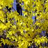 Forsythia intermedia