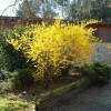 Forsythia intermedia