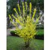 Forsythia intermedia