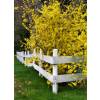 Forsythia intermedia