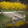 Forsythia intermedia