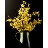 Forsythia intermedia