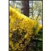 Forsythia intermedia