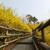 Forsythia intermedia