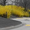 Forsythia intermedia