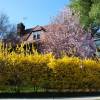 Forsythia intermedia