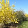 Forsythia intermedia