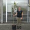 Fr�ne � fleurs