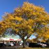 F�vier � 3 �pines inermis, F�vier d'Am�rique