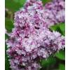 Lilas commun mauve