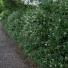 Tro�ne commun