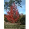 Copalme d'Amrique, Liquidambar