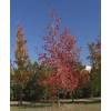 Copalme d'Amrique, Liquidambar