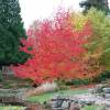 Copalme d'Amrique, Liquidambar