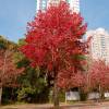 Copalme d'Am�rique, Liquidambar