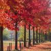 Copalme d'Am�rique, Liquidambar