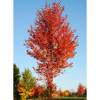 Copalme d'Am�rique, Liquidambar