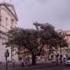 Paulownia, Arbre Imprial