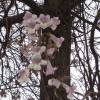 Paulownia, Arbre Imprial