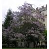 Paulownia, Arbre Imprial