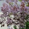 Paulownia, Arbre Imprial