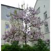 Paulownia, Arbre Imprial